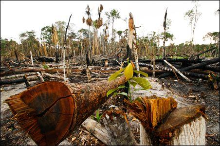 Jungla Amazonului în pericol. Camera Deputaţilor din Brazilia a revizuit codul forestier