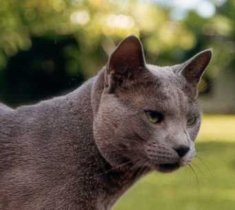 Pisicile albastre ar putea să înlocuiască birmanezele şi siamezele