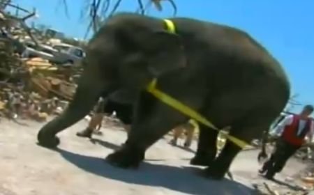 Un elefant ajută la curăţarea oraşului Joplin, puternic lovit de tornadă