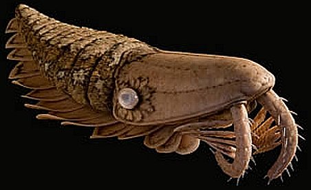 Fosila unui crevete uriaş, descoperită în Africa de Nord