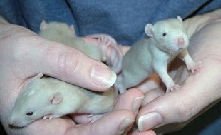 Cinci pui de şobolani, găsiţi la bordul unui avion din Sydney
