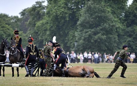 Un cal a fost eutanasiat chiar în timpul unei ceremonii pentru regina Marii Britanii
