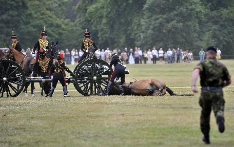 Un cal a fost eutanasiat chiar în timpul unei ceremonii pentru regina Marii Britanii 97560