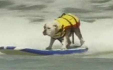 Câini pe placă, în cadrul unei competiţii canine de surf din California de Sud