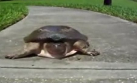Mit desfiinţat: O broască ţestoasă din Franţa fuge de mănâncă pământul