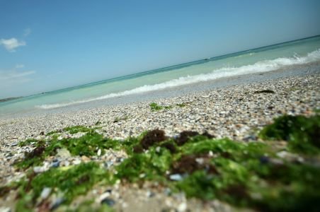 Litoralul românesc a fost copleşit de algele de la malul mării