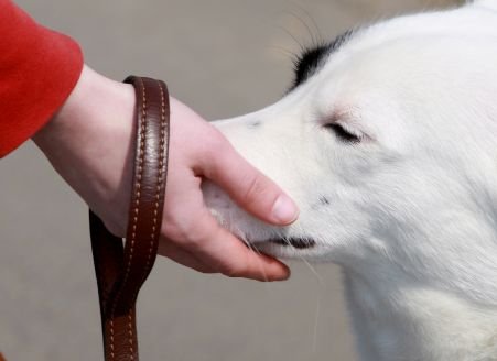 Toţi câinii cu stăpân din Bucureşti vor fi dotaţi cu cipuri de identitate