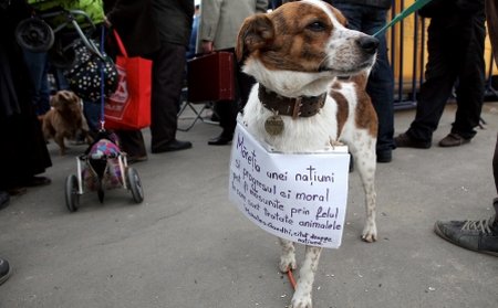 Votarea legii privind eutanasierea câinilor fără stăpân, amânată pentru cel puţin două săptămâni
