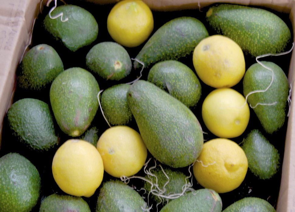 Thailanda a găsit E.coli în fructele avocado aduse din Europa