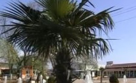 Primarul din Câmpia Turzii a decorat oraşul cu palmieri din Olanda