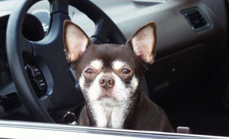 Un bărbat şi-a lăsat câinele închis în maşină mai multe zile, în faţa unui magazin