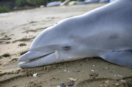 Marea Neagră, un adevărat coşmar pentru delfini. Autorităţile nu iau măsuri