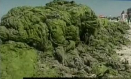 Algele invadează litoralul românesc: Peste 700 de tone, strânse de angajaţii Apelor Române