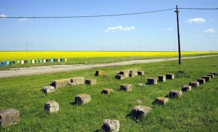 Agricultura ecologică capătă popularitate în România
