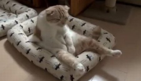 O felină fără chef: Vezi cum arată cea mai leneşă pisică din lume