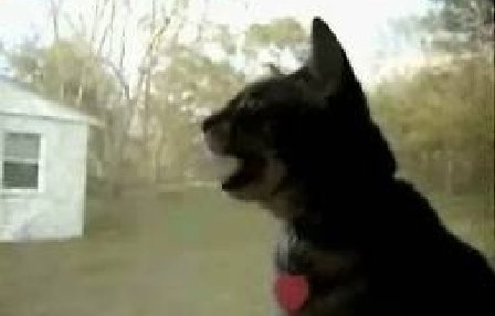Câine în corp de felină: o pisică latră de zor, pe pervazul unui geam