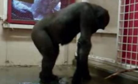 Demonstraţie inedită de breakdance a unei gorile