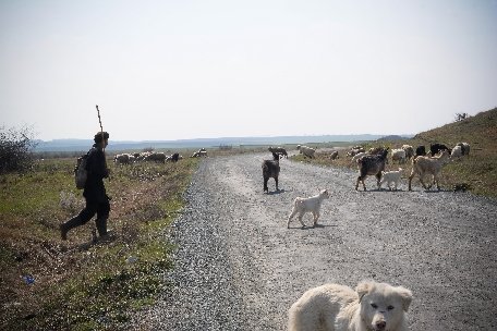 Un român din Italia a fost arestat pentru uciderea unui cioban de 78 de ani
