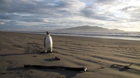 Un pui de pinguin a înotat mii de kilometri până în Noua Zeelandă
