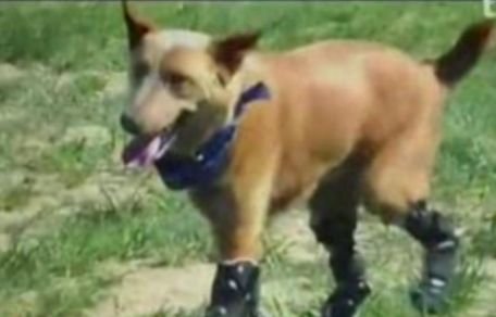 Un câine fără picioare a primit proteze medicale care îi permit acum o viaţă normală