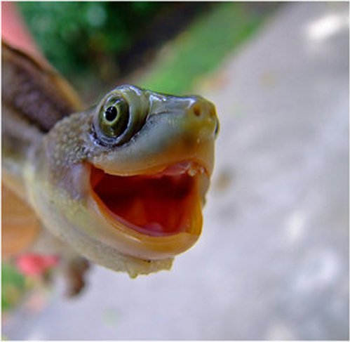 Cum se manifestă o broască ţestoasă în extaz