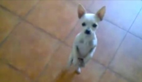 Un câine chihuaha dansează pe muzică latino mai bine decât mulţi oameni