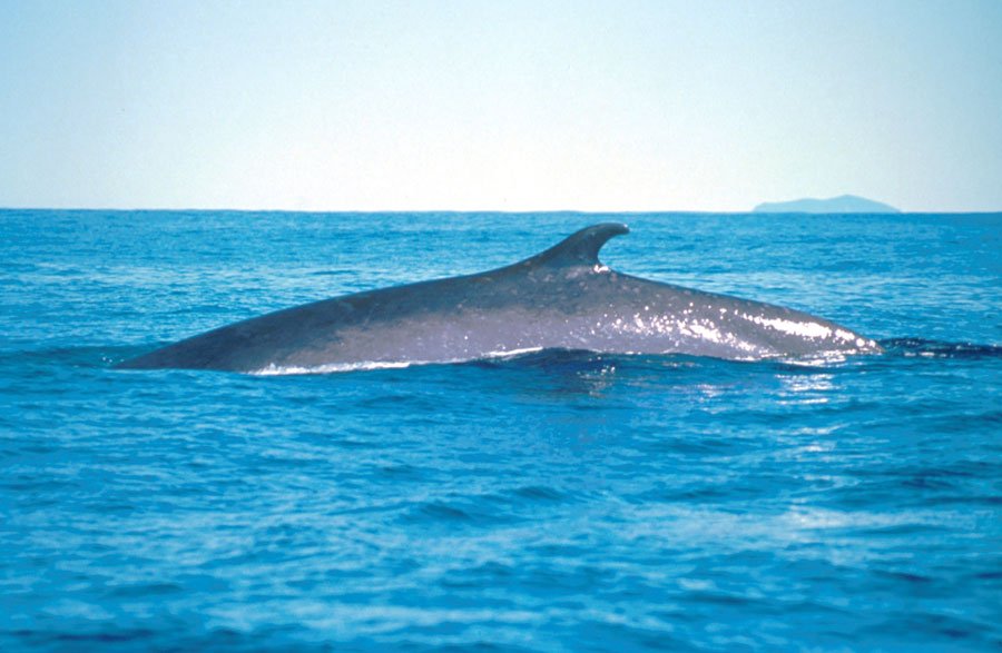 Imagini rare. O balenă cu aripioară se joacă pe lângă o ambarcaţiune