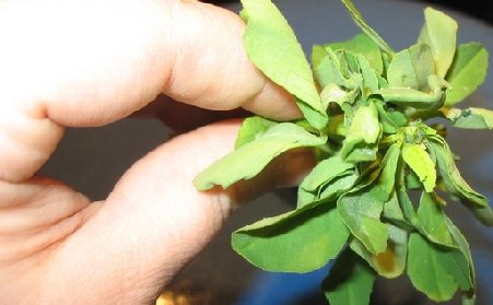 Nouă ipoteză pentru sursa epidemiei e-Coli: seminţele de schinduf exportate de egipteni