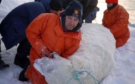 Urşi polari ucişi de dragul unei emisiuni TV. Iubitorii de animale cer boicotarea programului