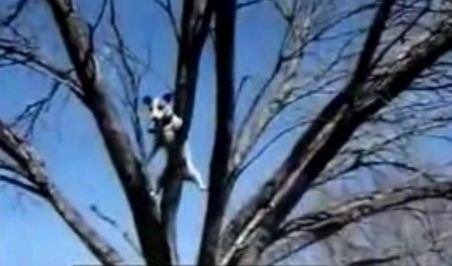 Un căţel face concurenţă pisicilor şi veveriţelor: Se urcă în copaci cu o uşurinţă incredibilă