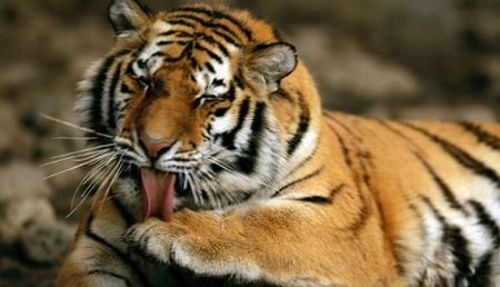 S-a făcut de râs: Un tigru s-a speriat teribil de o pasăre