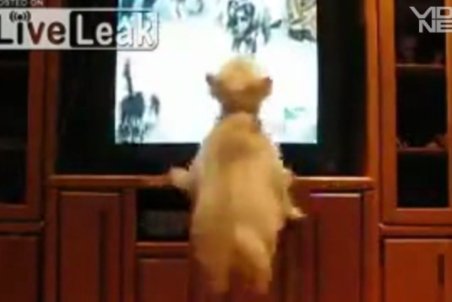 Un căţel sare pe televizor, să-şi întâlnească semenii