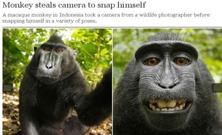 O maimuţă a furat aparatul unui fotograf şi şi-a făcut singură poze