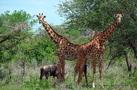 Tanzania va deschide o mină de uraniu într-o rezervaţie naturală inclusă în patrimoniul UNESCO