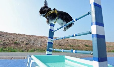 Cursele cu iepuri, o nouă senzaţie în lumea sportului german