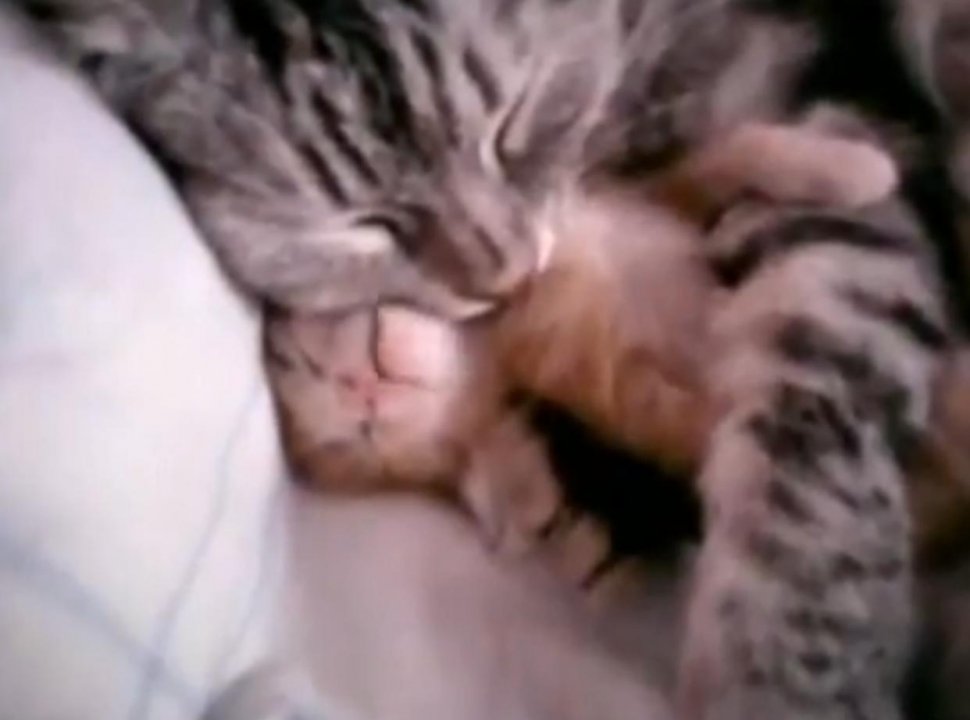 O mamă pisică îşi îmbrăţişează puiul în timp ce doarme
