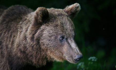 Familia de urşi de la Zărneşti are un nou membru: ursuleţul Misha
