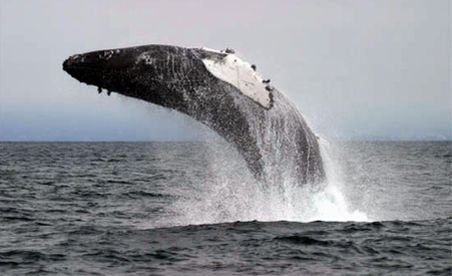 Imagini inedite! O balenă eliberată din plasele pescarilor face zeci de salturi de mulţumire