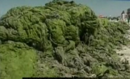 Turiştii din Mamaia primesc bonus măşti chirurgicale pentru mirosul degajat de alge