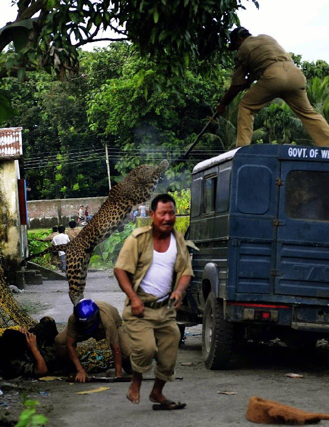 Imagini şocante. Un leopard, fotografiat în timp ce sărea la gâtul unui bărbat 101876