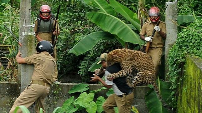 Imagini şocante. Un leopard, fotografiat în timp ce sărea la gâtul unui bărbat 101878