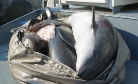 Numărul delfinilor găsiţi morţi pe ţărmul mării, în creştere