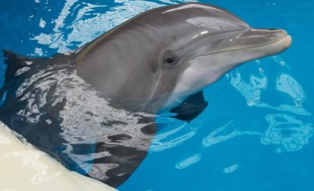 Salvarea delfinilor din Marea Neagră: 50 de pescari şi-au montat dispozitive acustice pe plasele de pescuit