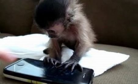 Un pui de maimuţă, fascinat de aplicaţiile unui iPhone