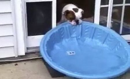 Un căţel perseverent: A reuşit să bage o mini-piscină în casă