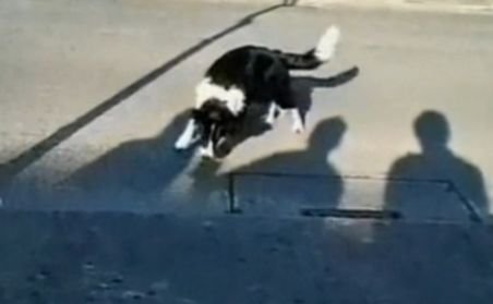 Amuzant! Un câine se luptă cu umbrele de pe asfalt