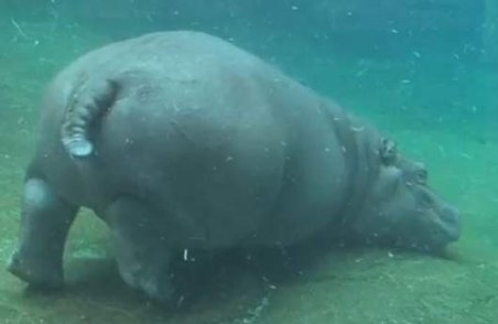 Talent artistic. Un pui de hipopotam dansează sub apă