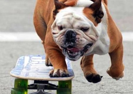 Tillman, bulldogul îndrăgostit de sporturile cu placa, cel mai rapid câine pe un skateboard
