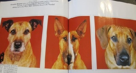 Cei trei câini ai designerului Alexander McQueen au moştenit câte 50.000 de lire fiecare