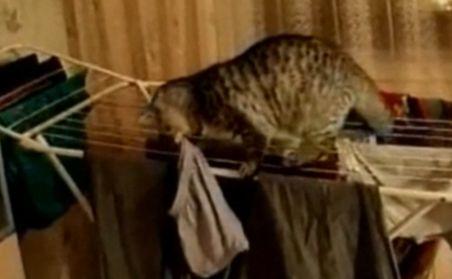 O pisică se răstoarnă în timp ce fură chiloţi de pe stativul de rufe